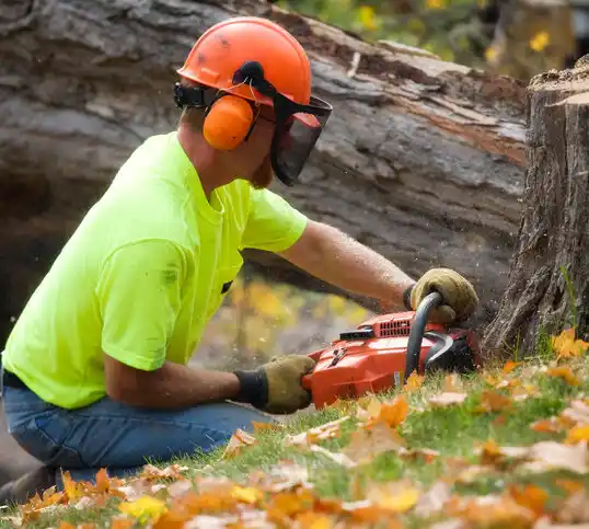 tree services Accord